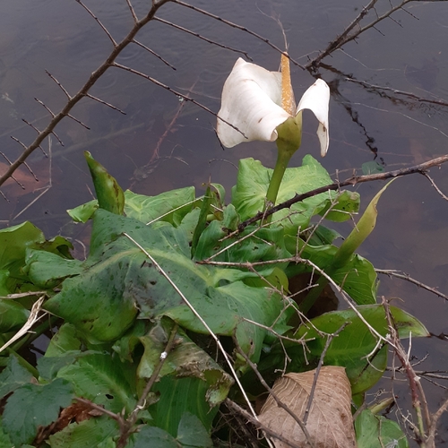 Calla