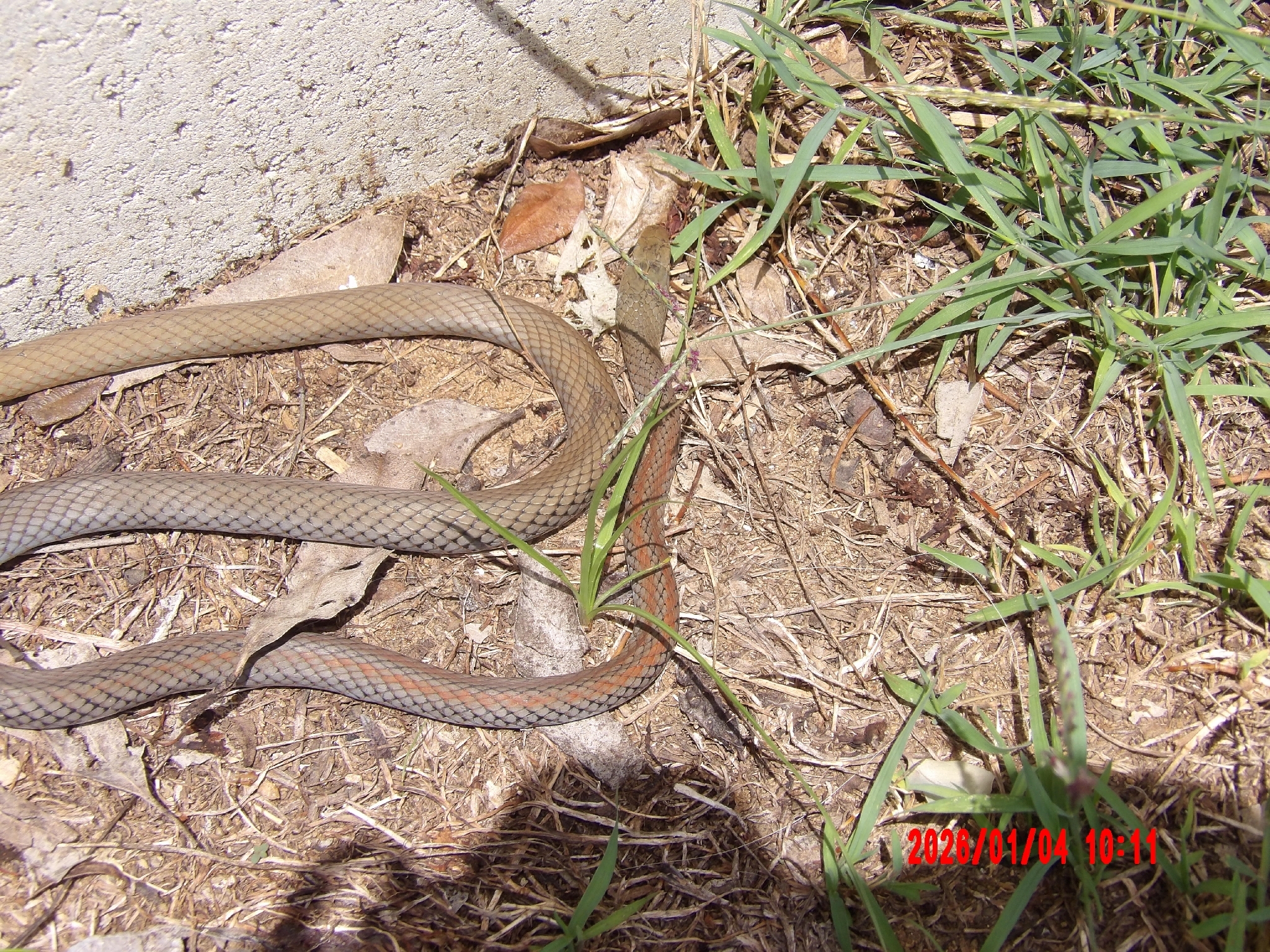 Demansia psammophis (Schlegel, 1837)