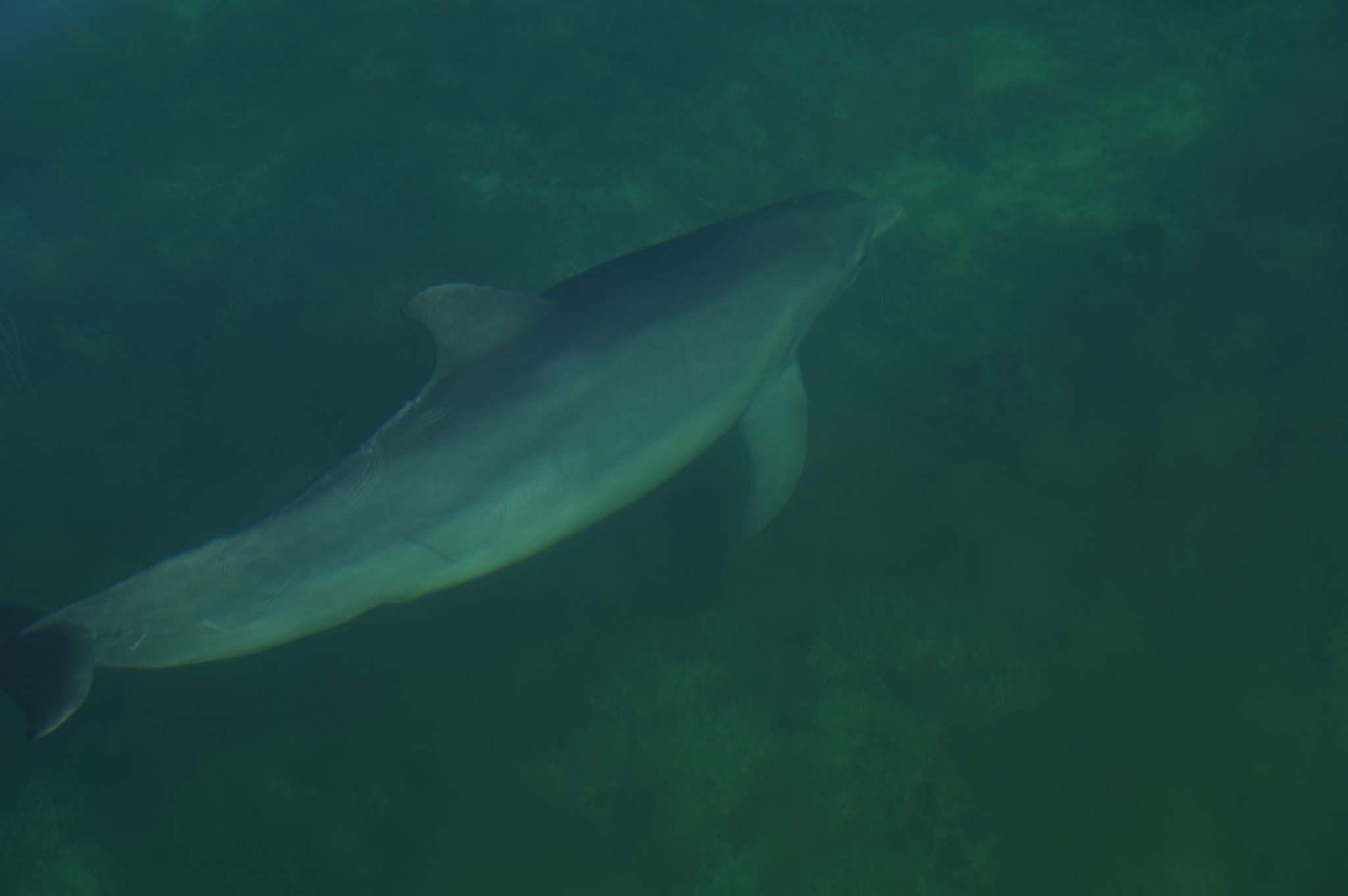 Tursiops erebennus