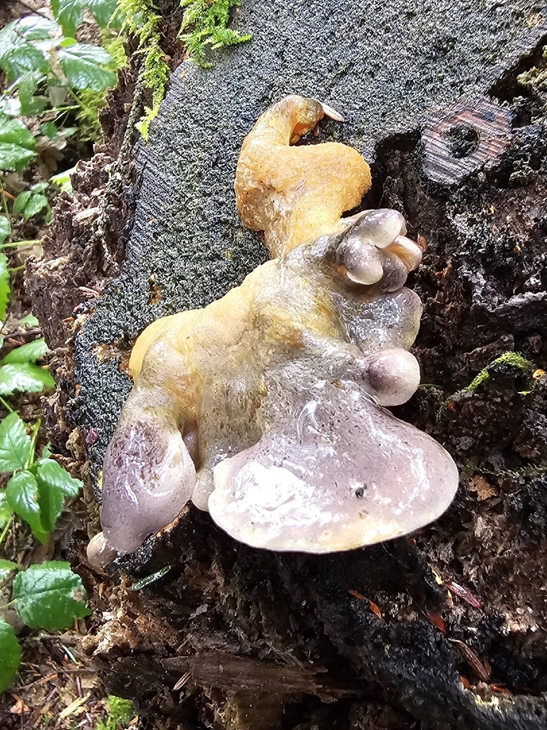 Sarcomyxa serotina · January 2026 · photo: © david_dyck (iNaturalist, cc-by)