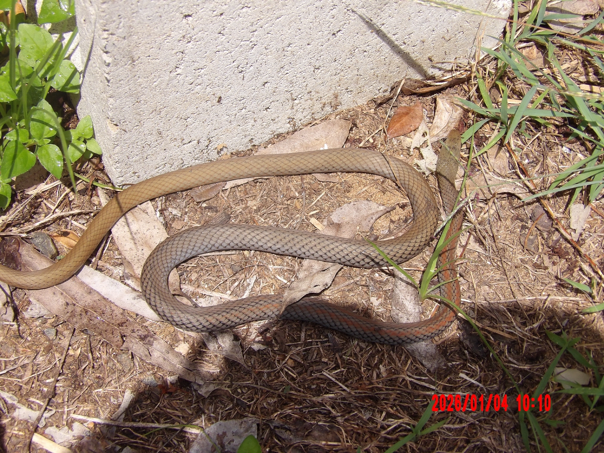 Demansia psammophis (Schlegel, 1837)