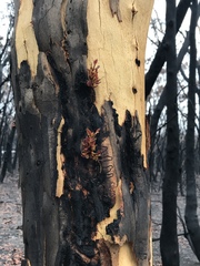 Eucalyptus sclerophylla