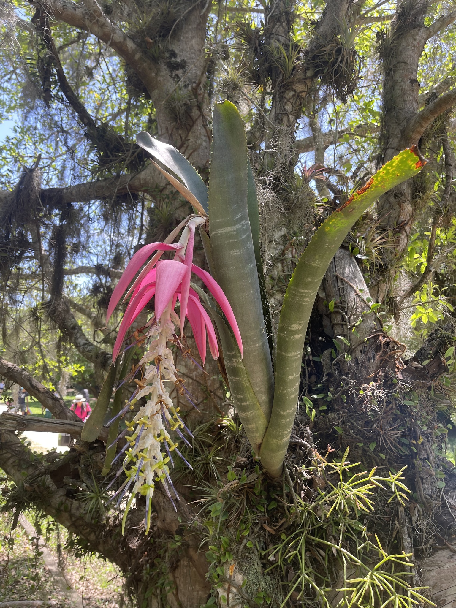 Billbergia × windii Baker