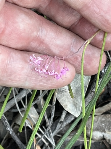 Grevillea leptobotrys, photograph 4