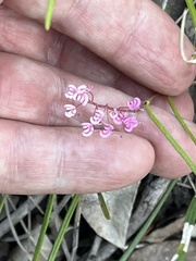 Grevillea leptobotrys, photograph (c) Rob Beattie, some rights reserved (CC BY)