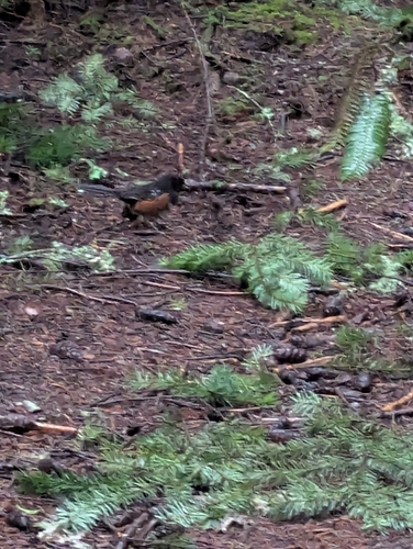 Spotted Towhee (Pipilo maculatus), photo 6