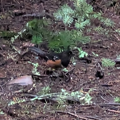 Spotted Towhee (Pipilo maculatus), photo 7