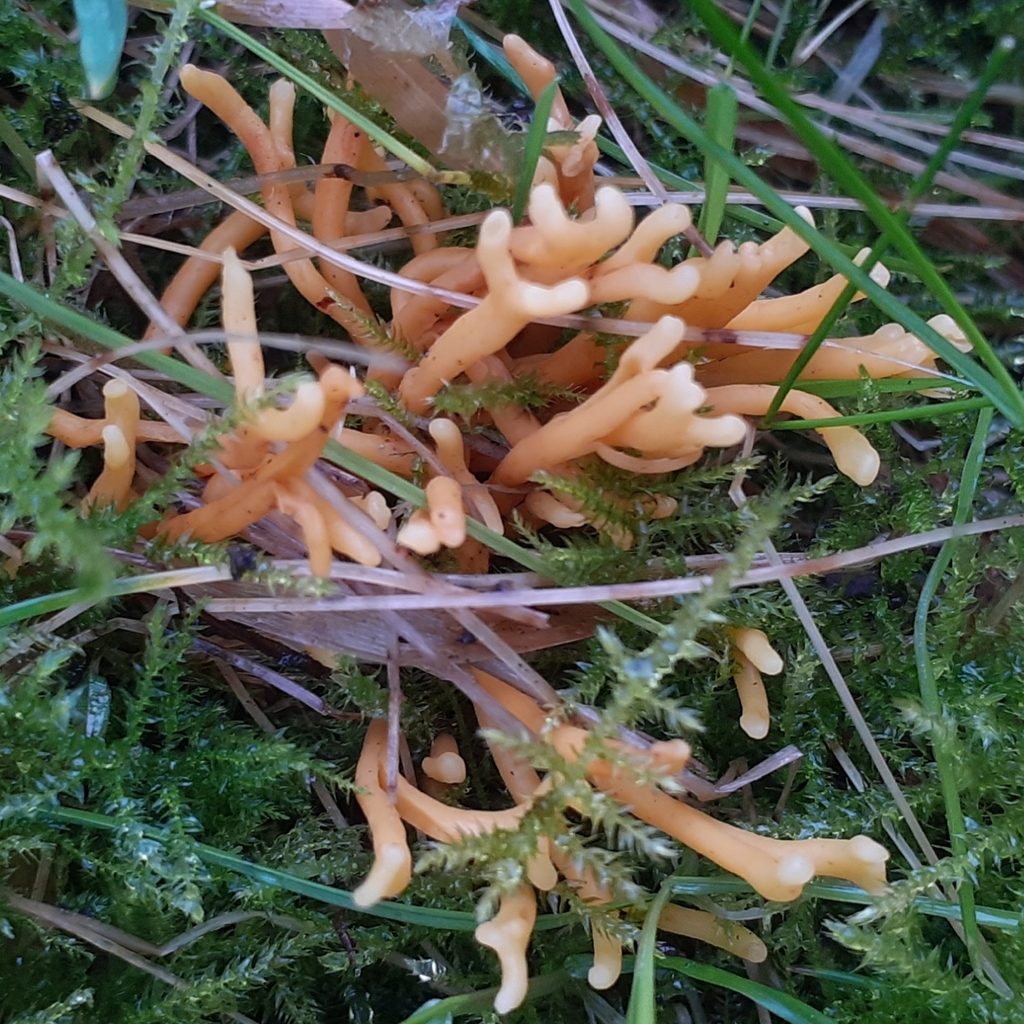 Clavulinopsis corniculata · January 2026 · photo: © bogsuckers (iNaturalist, cc-by)