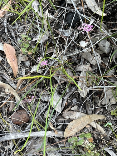 Grevillea leptobotrys, photograph 3
