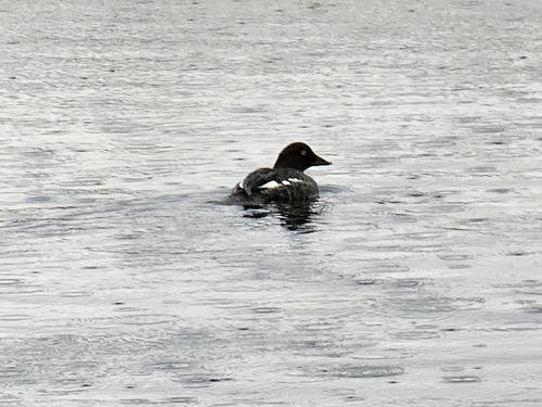 Common Goldeneye (Bucephala clangula), photo 6
