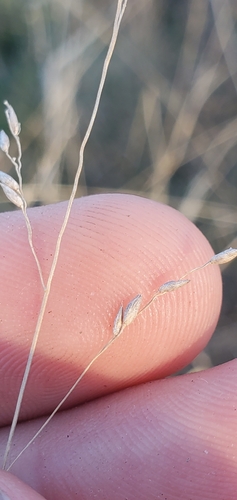 Panicum hallii