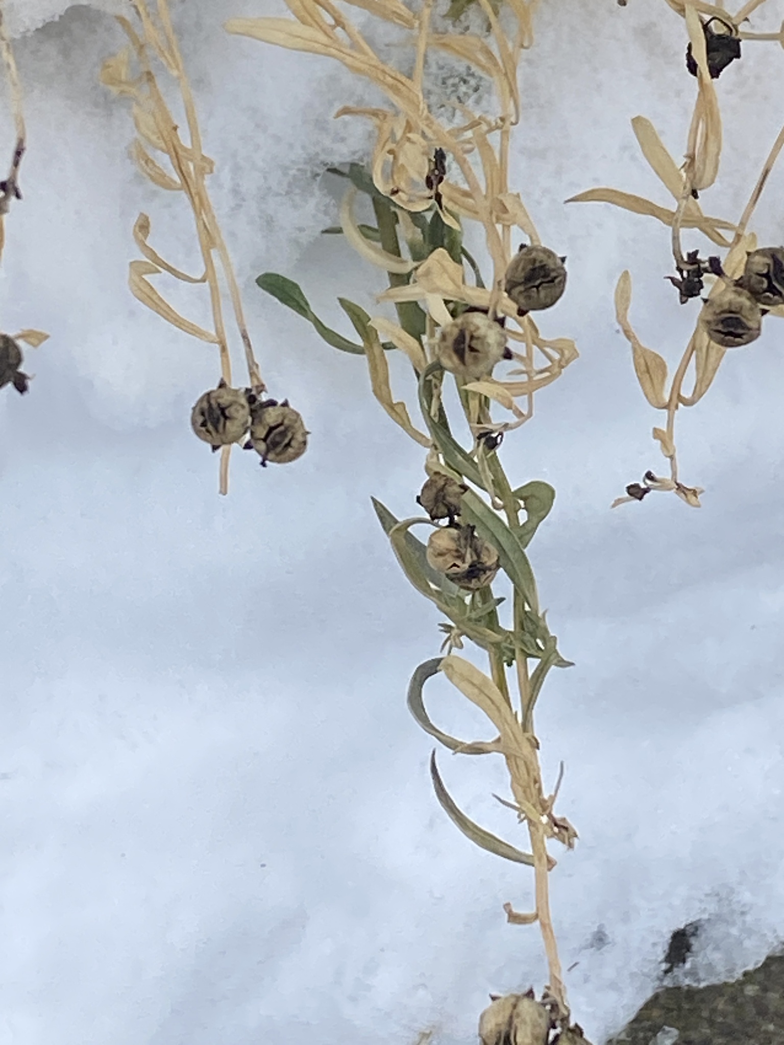 Common toadflax