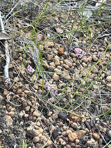 Tangled Grevillea (Grevillea leptobotrys)