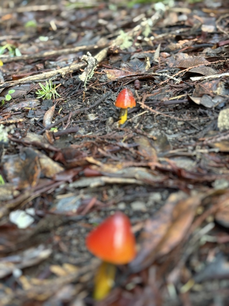 Hygrocybe singeri · January 2026 · photo: © jerryn (iNaturalist, cc-by)