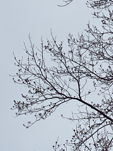 Ein weiteres Foto von Tulip tree