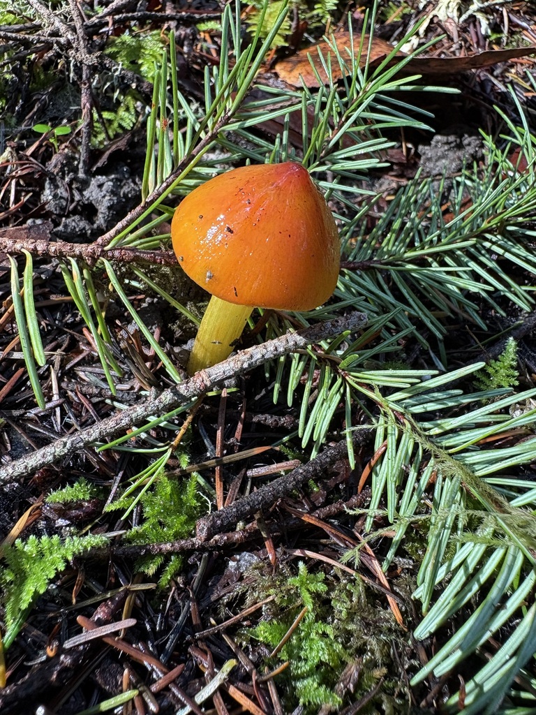Hygrocybe singeri · January 2026 · photo: © jerryn (iNaturalist, cc-by)