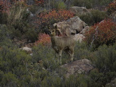 Oreotragus oreotragus