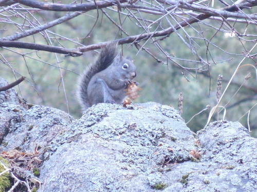 Fremont's Squirrel observed by twbruce4