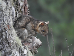 Sciurus variegatoides underwoodi