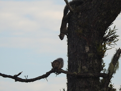 Sciurus variegatoides underwoodi