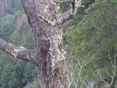 Sciurus variegatoides underwoodi