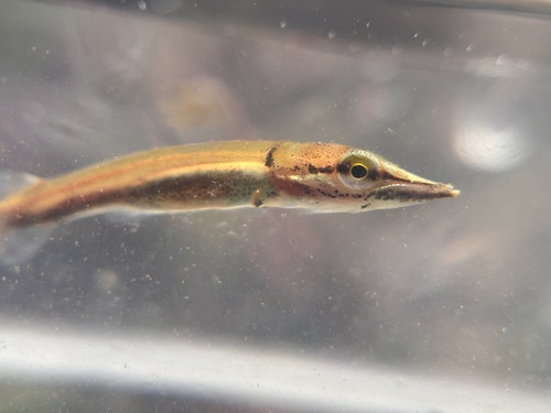 Redfin pickerel (Esox americanus) — Esocidae — 5