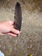 Porphyrio