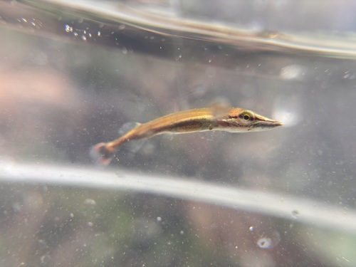 Redfin pickerel (Esox americanus) — Esocidae