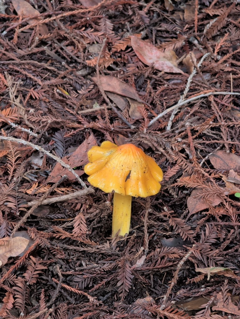 Waxcaps from CPR5+QJ, Woodside, CA 94062, USA on January 3, 2026 at 02: ...