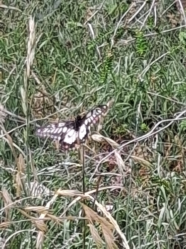 Dainty Swallowtail photo 3