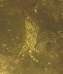 Leptograpsus variegatus
