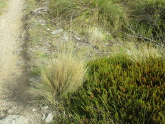 Festuca matthewsii
