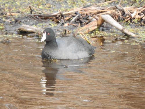 American Coot (Fulica americana), photo 9
