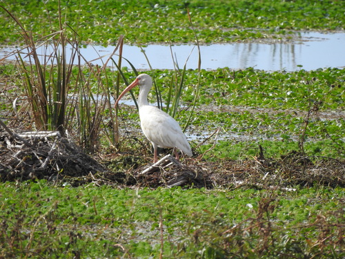 American White Ibis (Eudocimus albus), photo 7
