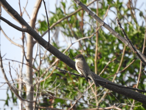 Eastern Phoebe (Sayornis phoebe), photo 3