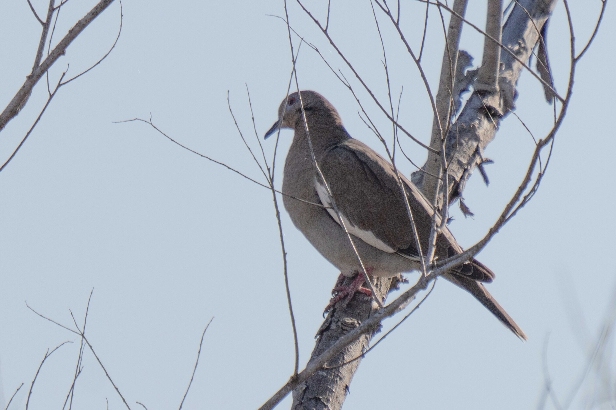 White-Winged Dove - Slide 6