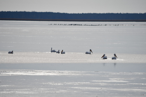 American White Pelican (Pelecanus erythrorhynchos), photo 7
