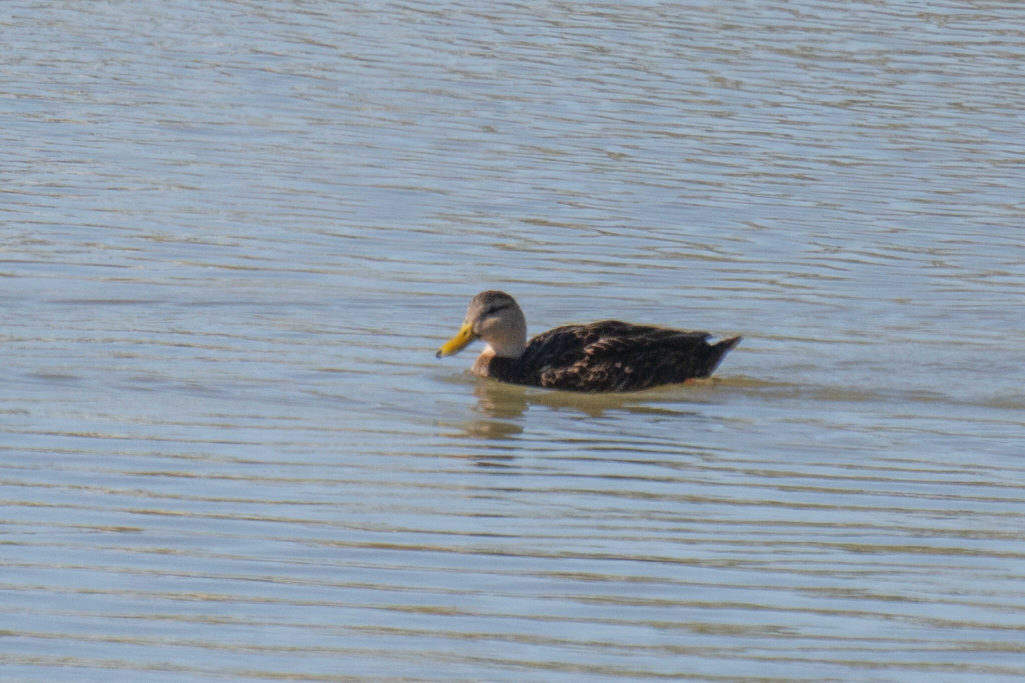Mottled Duck in Sarasota, FL - Slide 3