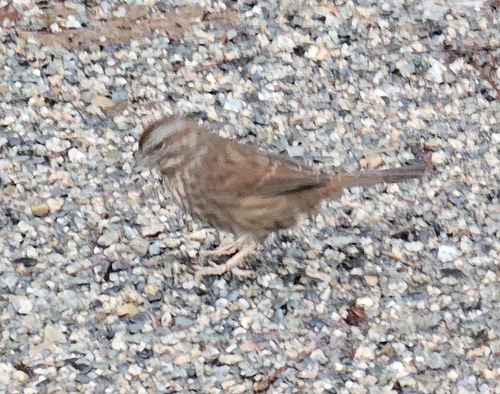Song Sparrow (Melospiza melodia), photo 4