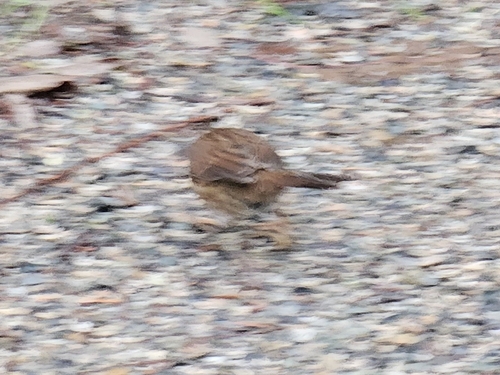Song Sparrow (Melospiza melodia), photo 5
