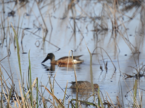 Northern Shoveler (Spatula clypeata), photo 3