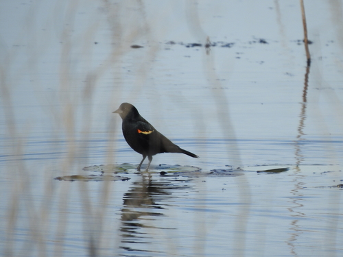Red-winged Blackbird (Agelaius phoeniceus), photo 2