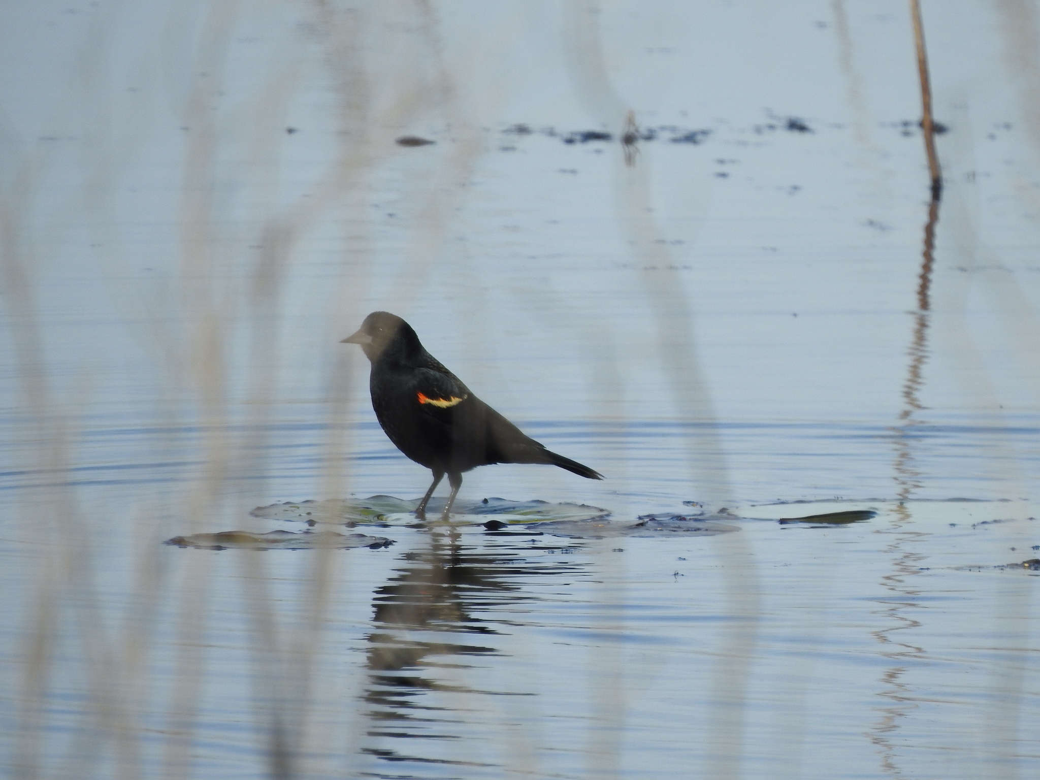 Red-winged Blackbird (Agelaius phoeniceus), photo 2