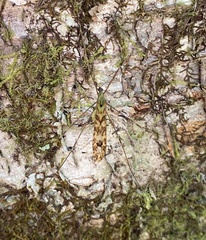 Discobola tessellata