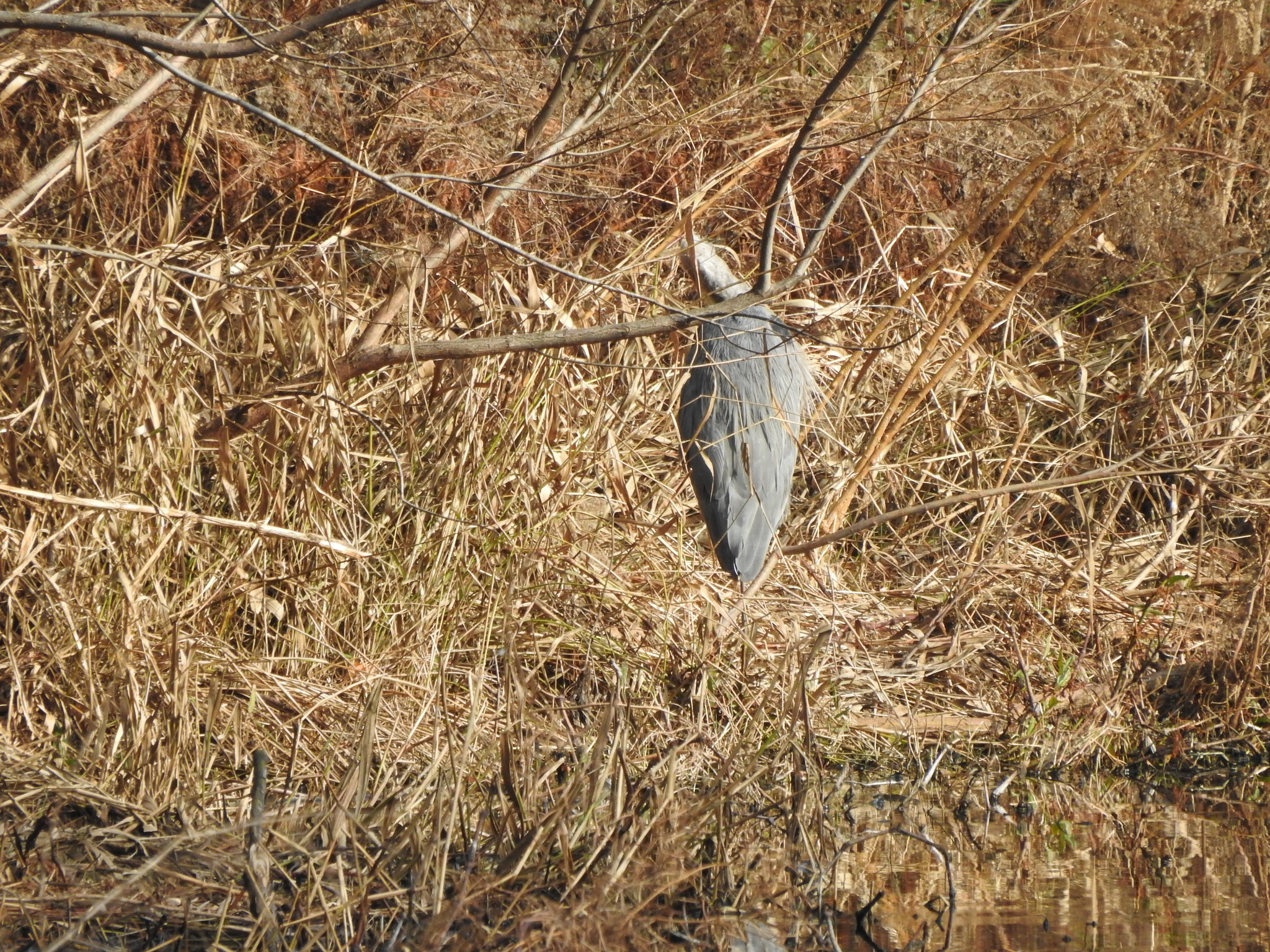 Great Blue Heron (Ardea herodias), photo 8