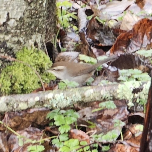 Bewick's Wren (Thryomanes bewickii), photo 4