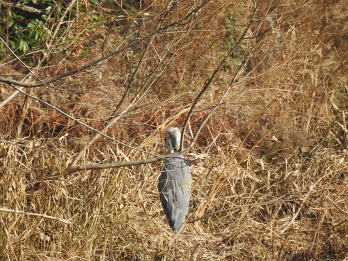 Great Blue Heron (Ardea herodias), photo 7