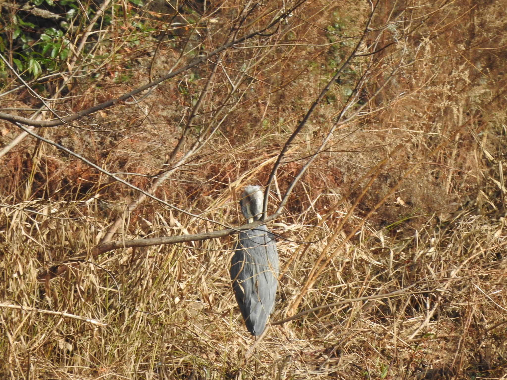 Great Blue Heron (Ardea herodias), photo 7