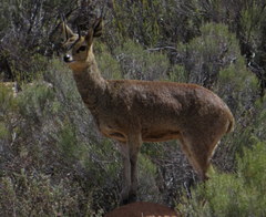 Oreotragus oreotragus