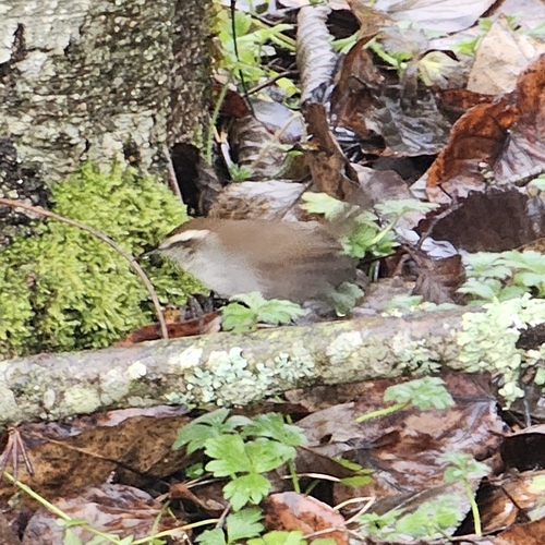 Bewick's Wren (Thryomanes bewickii), photo 5
